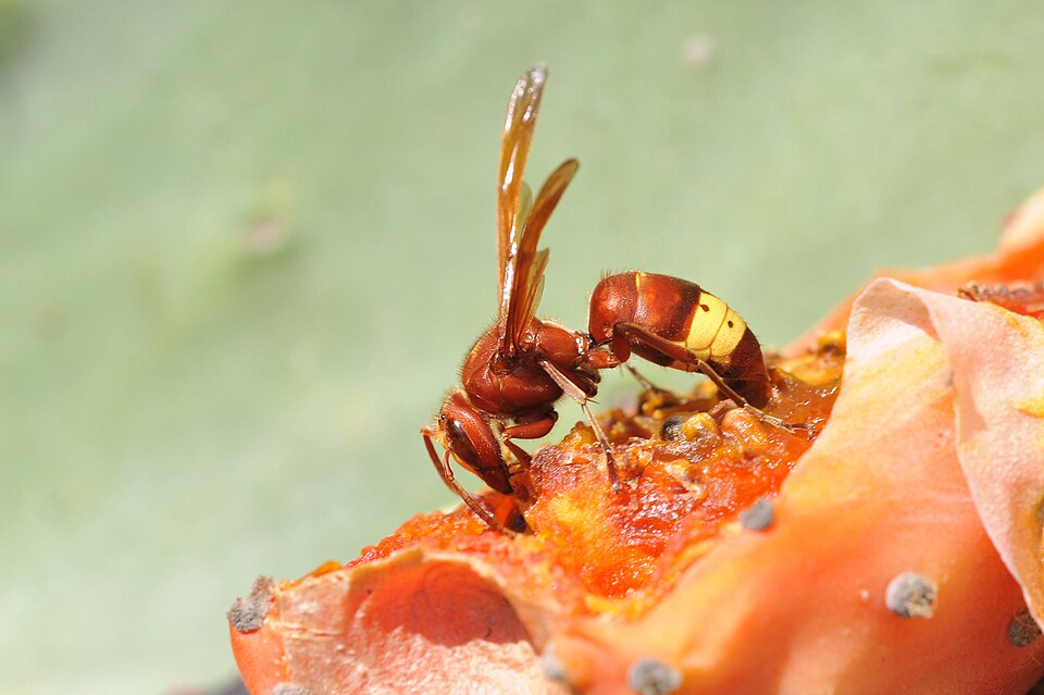 Oriental hornet with reddish-brown body and yellow abdomen bands feeding on prickly pear fruit