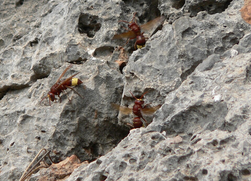 Several oriental hornets at a nest entrance in a limestone rock face
