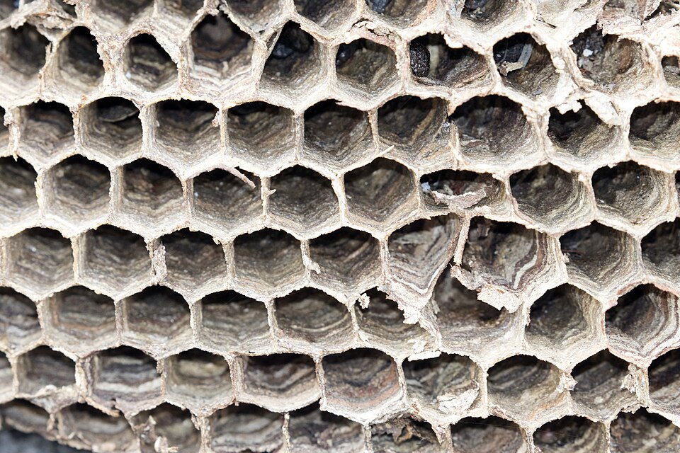 Grey papery comb cells from an oriental hornet nest